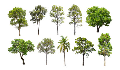 Fototapeta premium Collection of trees isolated on white background.