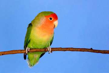 Beautiful lovebird on a branch