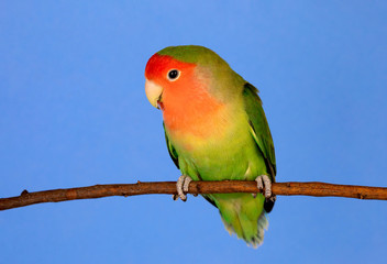 Beautiful lovebird on a branch