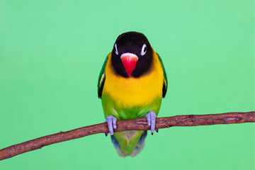 Beautiful lovebird on a branch
