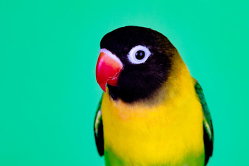 Beautiful lovebird on a branch
