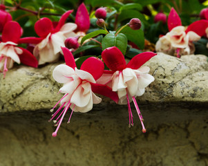 White and pink flowers of fuchsia, create a mood and define a specific lifestyle, blooming fuchsia...