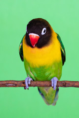 Beautiful lovebird on a branch