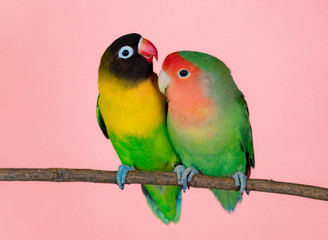 Lovebirds on a branch
