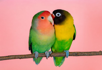 Naklejka na ściany i meble Lovebirds on a branch