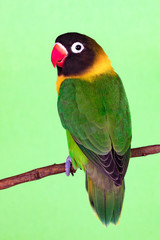 Beautiful lovebird on a branch