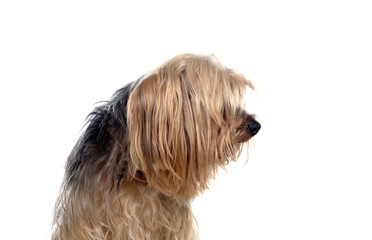 Naklejka na ściany i meble Funny small yorkshire dog