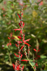Pineapple sage Ananas