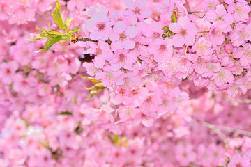 桜の開花イメージ