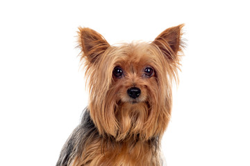 Funny small yorkshire dog