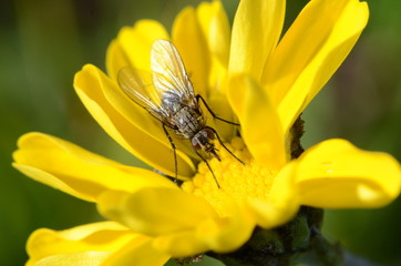 Macro photo of a regular fly on a small coltsfoot flower