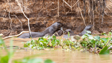 Zwei junge Riesenotter werden mit einem Wels gefüttert