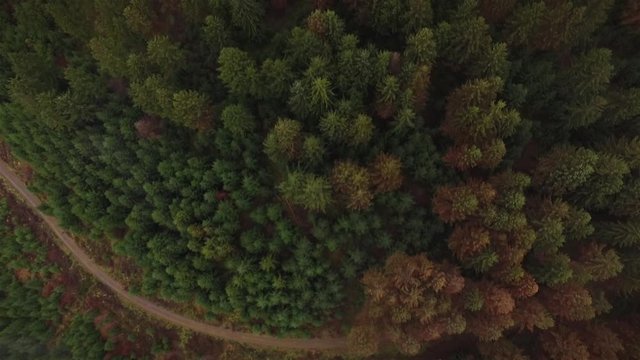 Drone run over a spruce forest on a fogy day with 90 degrees angle