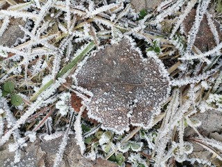 lichen on a rock