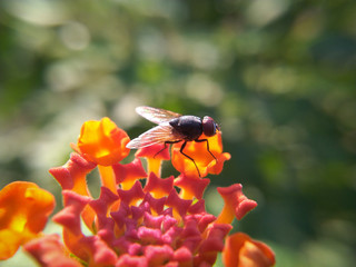 bee on flower