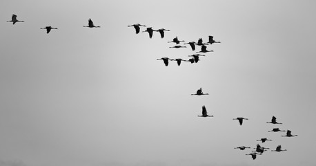 Cranes flying against white sky, profile view