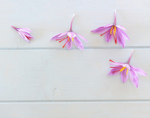 Crocus sativus, commonly known as saffron crocus on a white background. It is among the world's most costly spices by weight. In October, the saffron is usually perfect for harvesting.