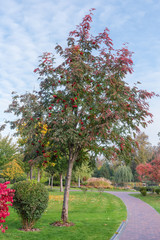 Rowan tree with berries clusters in park against the sky