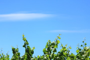 top of grape branches with blue sky background