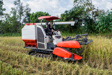 Combine harvesters are working in rice fields, rice fields in Thailand.