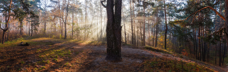 Panorama of autumn forest with sun beams in foggy morning