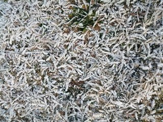 background of leaves