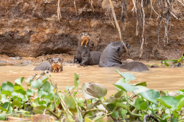 Zwei Jungtiere des Riesenotters mit der ausgeprägten Halszeichnung frontal am Ufer eines Flusses