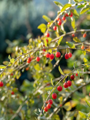 ripe goji berries (Lycium barbarum)
