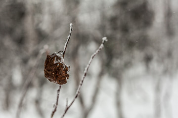 Trees under snow, winter park at Nord