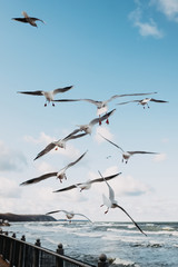 many gulls in the sky against the sea