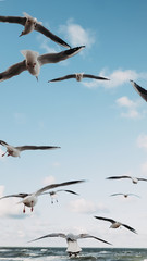 many gulls in the sky against the sea