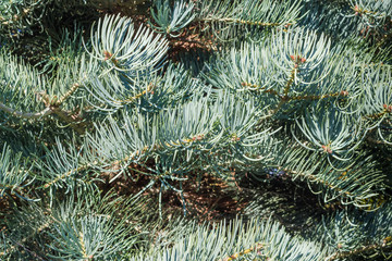Naklejka na ściany i meble Background of branches of the white fir close-up