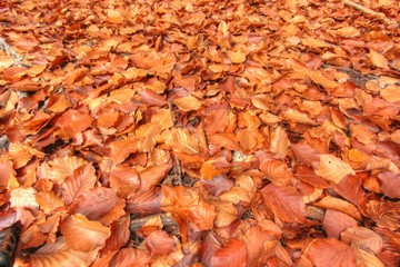 Autumn orange leaves