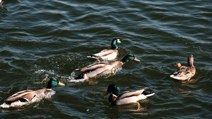 A flock of ducks swims in the lake. Family of ducks. Drakes and Ducks