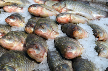 Carp fish heads, whole raw fresh fish lying on ice, many fish cooled for sale, creative composition
