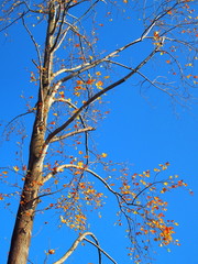 晩秋のユリノキと青空