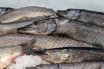 Pike fish on ice cooled and stacked for sale at fish market