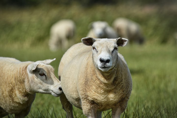 Texel sheep, a heavily muscled breed of domestic sheep from the Texel island in the Netherlands on...
