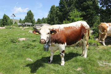 Fototapeta na wymiar Cow in mountain
