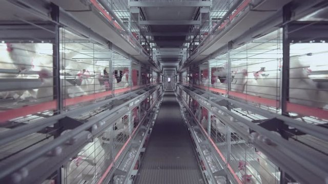 panorama view along cases with white chicken poultry farm