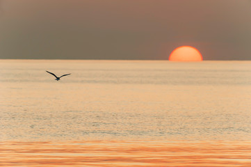 A Seagull flying towards the sun.
