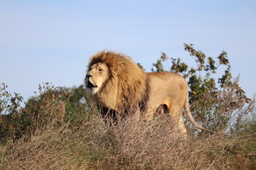 Plakat Male African Lion, Simba