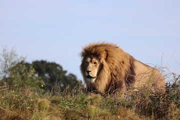 Fototapeta na wymiar Male African Lion, Simba