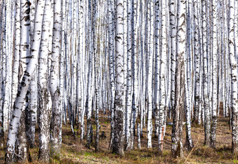 Birch forest in spring. May