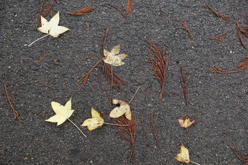 yellow leaf on asphalt
