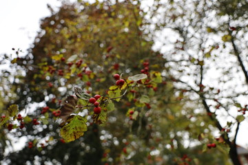 Fototapeta na wymiar branch of tree with red berries