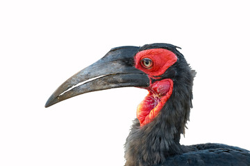 Close-up of a southern ground hornbill, isolated on white