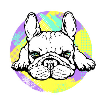 Funny french bulldog on a colorful abstract background. Stylish image for printing 