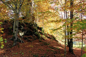 Forrest tree in autumn