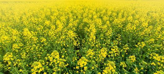Obraz premium Scenery of mustard fields in the morning mist.